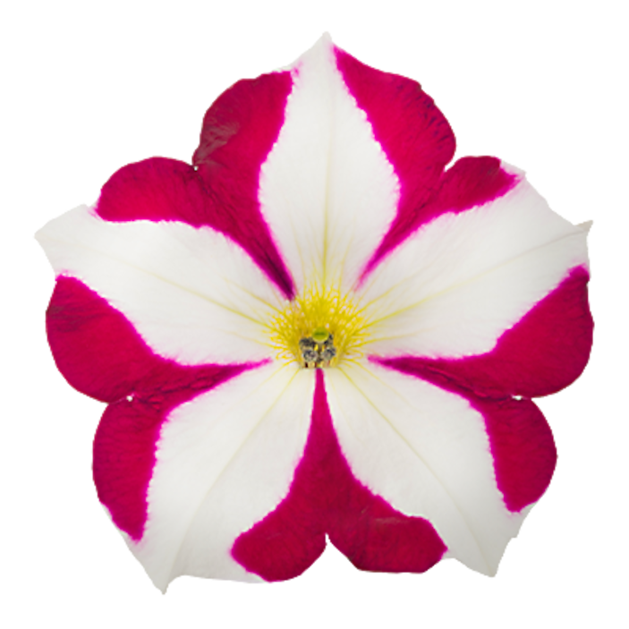 Annuals The Home Depot